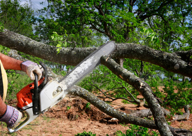 Best Residential Tree Removal  in Moss Beach, CA